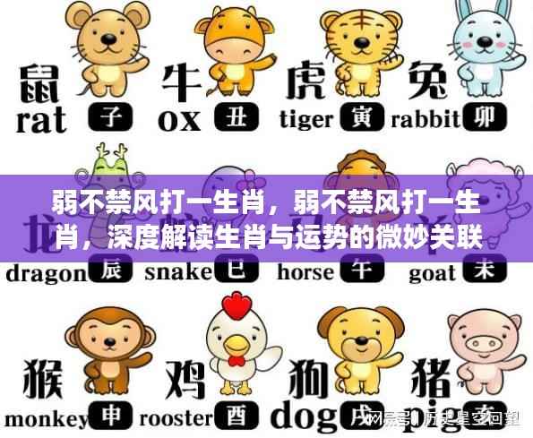 弱不禁风打一生肖，深度探索生肖运势的奥秘关联