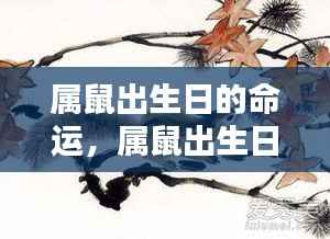 属鼠出生日的命运详解与解析
