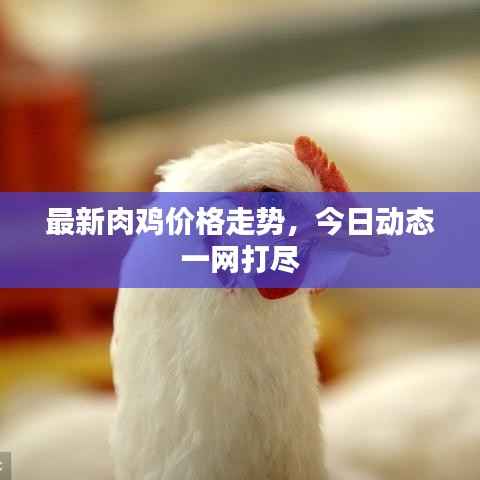 最新肉鸡价格走势，今日动态一网打尽